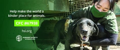 humane society international scandal|Humane Society International .